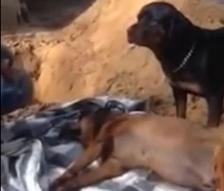 بالفيديو.. كلب يحاول إيقاظ أخيه الميت