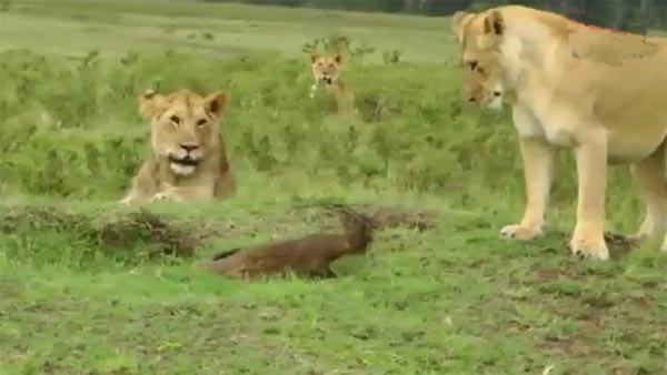 بالفيديو.. معركة خيالية لنمس يواجه أربعة أسود