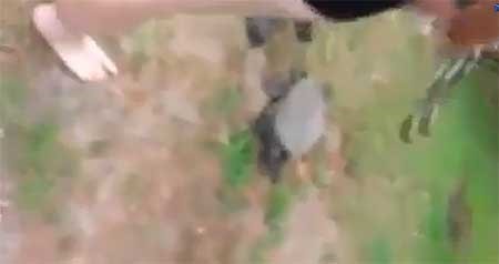 بالفيديو.. مراهقة أمريكية تتفاخر بذبح سلحفاة بمنشار وكماشة على فيس بوك