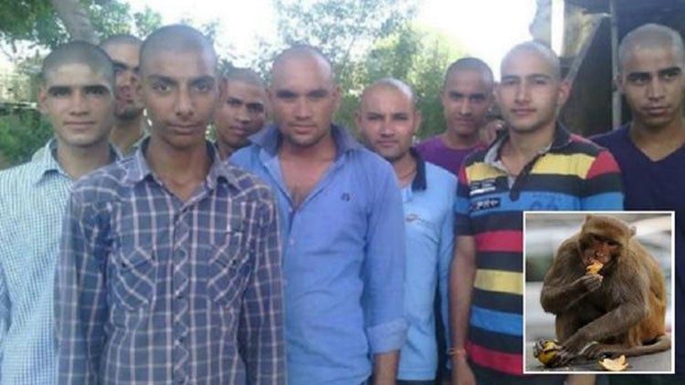 صورة: سكان قرية هندية يحلقون رؤوسهم حداداً على موت قرد