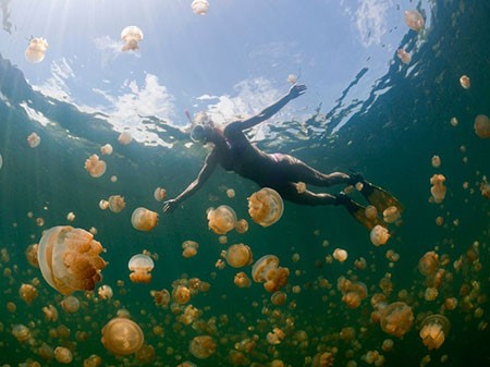 بحيرة قناديل البحر Jellyfish Lake