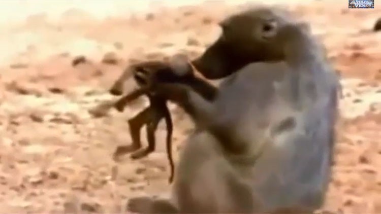 بالفيديو.. معركة بين قردة وتمساح لانتزاع رضيعها من فكيه
