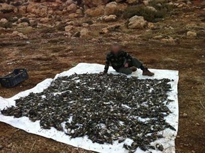 بالفيديو.. "دواعش" الطيور يذبحونها ويوثقون جريمتهم في لبنان