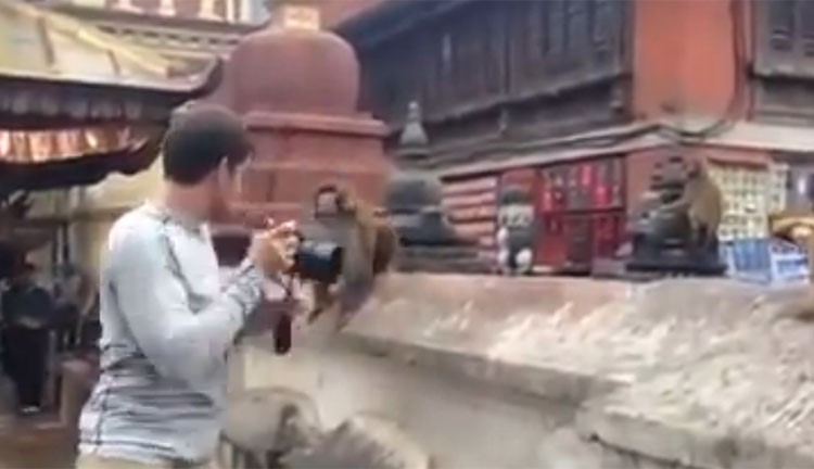 بالفيديو.. قردة تمنع رجلا من تصوير طفلها