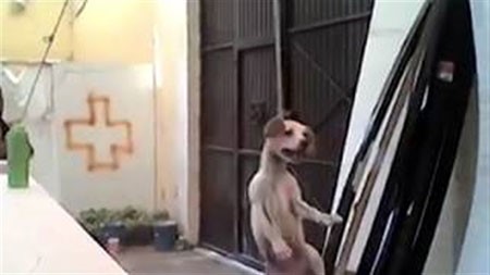 بالفيديو.. شابان يعلقان كلباً في مشنقة ويجلدانه ذهاباً وإياباً