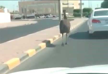 النعامة تتجول بحرية في شوارع مبارك الكبير الرئيسية
