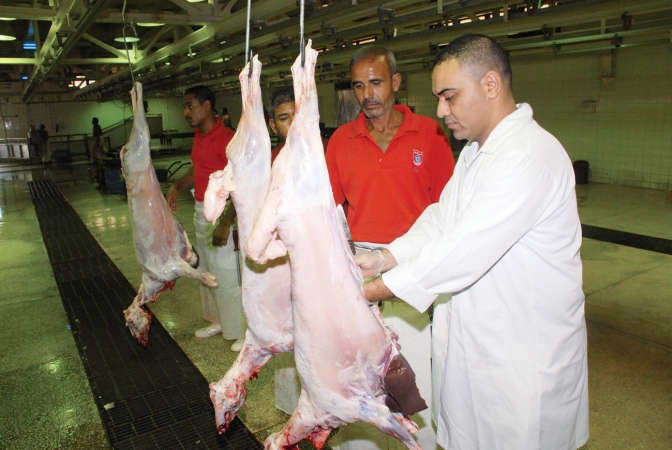 الكشف على الذبائح والتاكد من سلامتها 