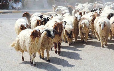 بورصة الأضاحي.. العرض يفوق الطلب والمهجـن أبرز الغائبـين