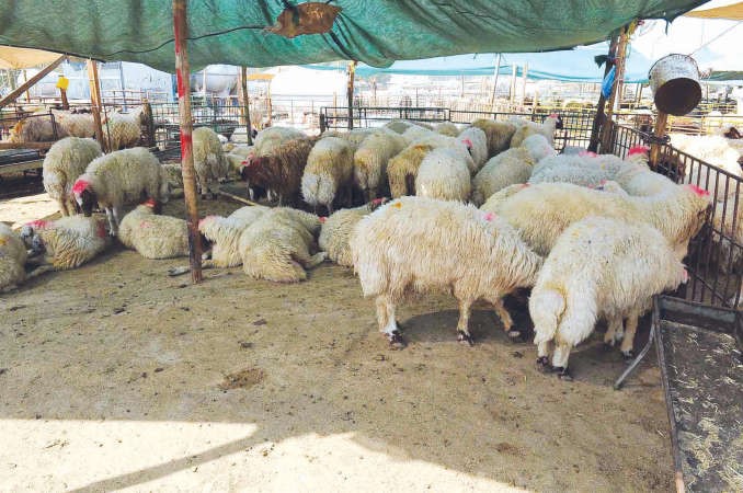 تجار الاغنام يراهنون على الاقبال خلال الايام القادمة