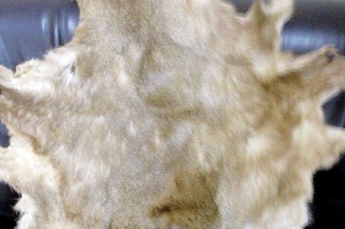 السبب في الاحالة جلد ضبعة 