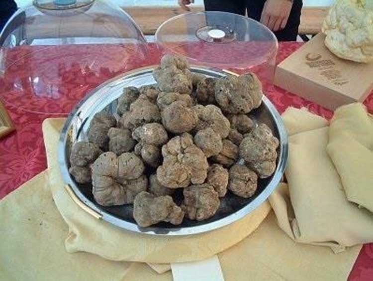 فطر الكماة البيضاء White Truffles
