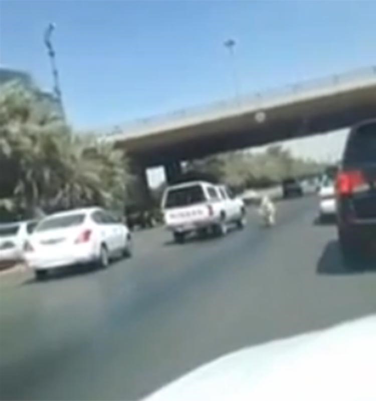 بالفيديو.. مطاردة مثيرة بين خروف هارب قبل ذبحه وصاحبه على طريق سريع في الرياض