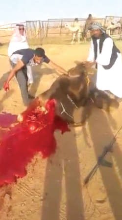 المقطع تضمن ترديد شخص ان الاضحية على روح المقبور صدام حسين