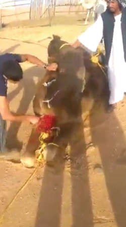 القصاب يشرع في نحر الجمل 