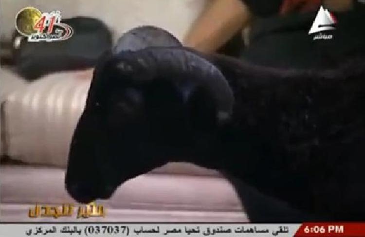 بالفيديو.. شيف مصري يذبح خروف العيد على الهواء.. والقناة الأولى المصرية تستضيف خروفاً 
