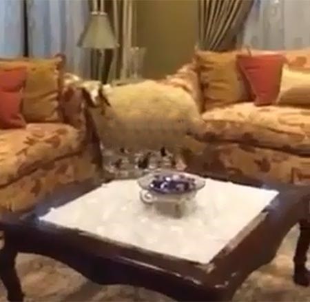 بالفيديو.. خروف هارب يفاجئ عائلة كويتية ويدخل منزلها