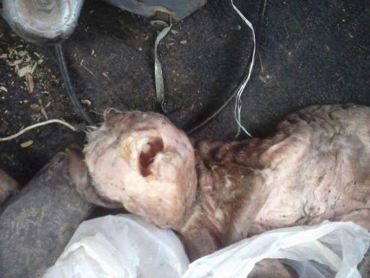 بالفيديو والصور.. ولادة ماعز بوجه إنسان
