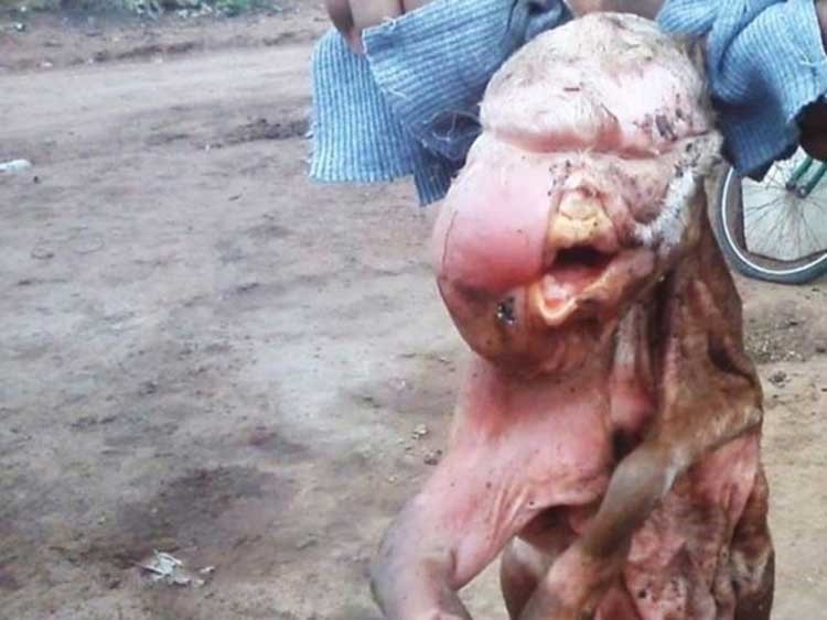 بالفيديو والصور.. ولادة ماعز بوجه إنسان