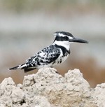 طائر الرفراف المنقط ﻿