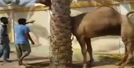 بالفيديو.. جمل ينتقم من جزاره أثناء محاولة ذبحه بـ"عض" رأسه ورفعه عالياً ورميه