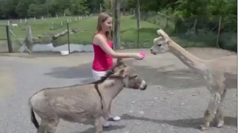 بالفيديو... حمار يغار على صاحبته!