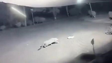 اللحظات الاخيرة من حياة الكلب