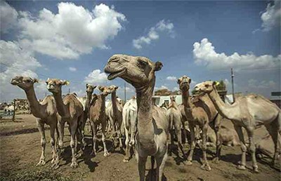 بالصور.. "ضحكة جمل" تحول شباباً مصريين الى نجوم
