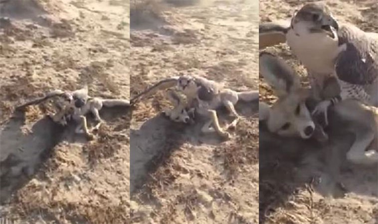 بالفيديو.. شاب سعودي يصطاد ثعلباً بواسطة صقر