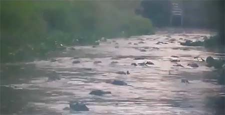 بالفيديو.. أخطر رحلة نهرية في العالم بنهر مليء بالتماسيح الجائعة المفترسة