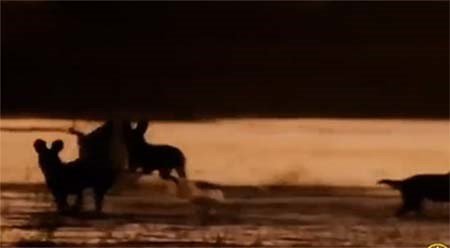 بالفيديو.. مجموعة من الكلاب البرية تفترس غزالا