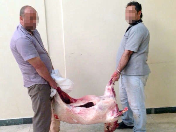 الوافدان وهما يحملان اللحوم المريضة بعد ضبطهما ﻿