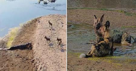 بالفيديو.. حزن الضباع بعدما سرق منها تمساح وجبة غزال شهية