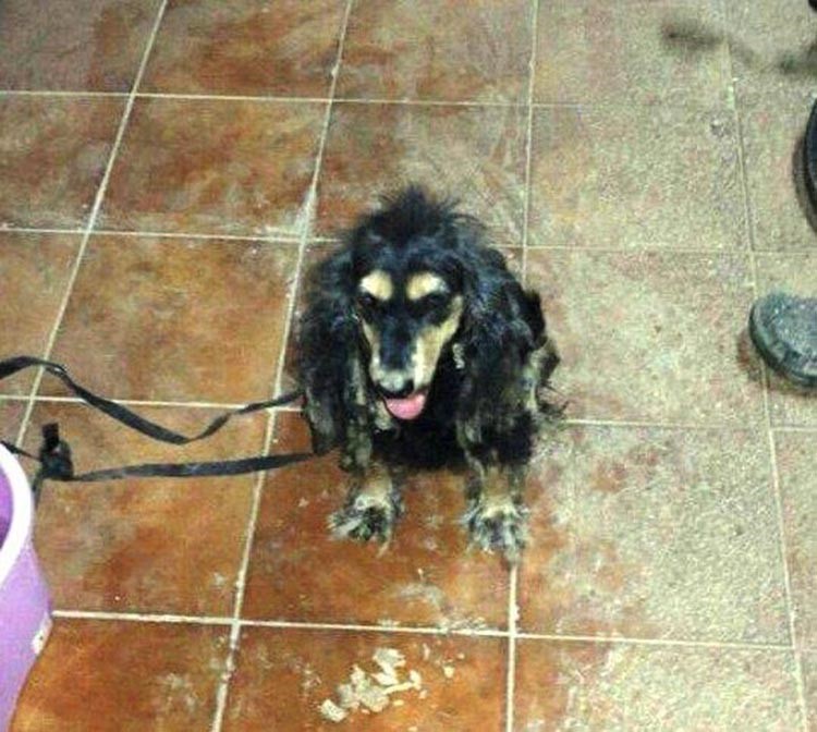 بالصور.. سعودي يعثر على حيوان غريب الشكل في صحراء جدة