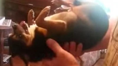 بالفيديو.. كلب "تشيواوا" يتظاهر بالموت