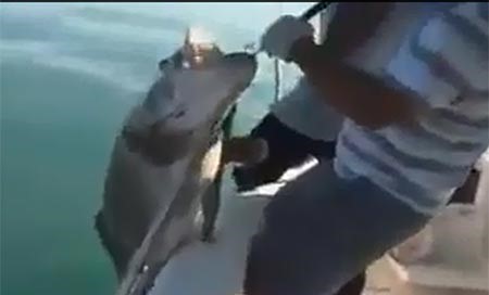 بالفيديو.. كويتي يصطاد سمكة "هامور" ضخمة جدا.. وزميله: "مو قادر اتحجى"