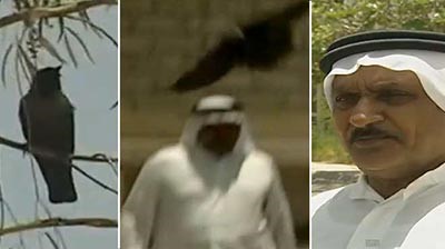 بالفيديو.. غراب حاقد يهاجم إماراتياً منذ سنة لاعتقاده أنه قتل فرخه الصغير
