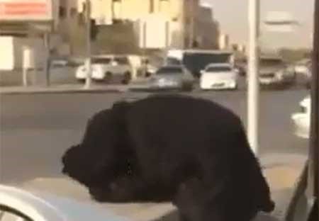 بالفيديو.. عراك حاد بين متسولتين في السعودية على طريق عام