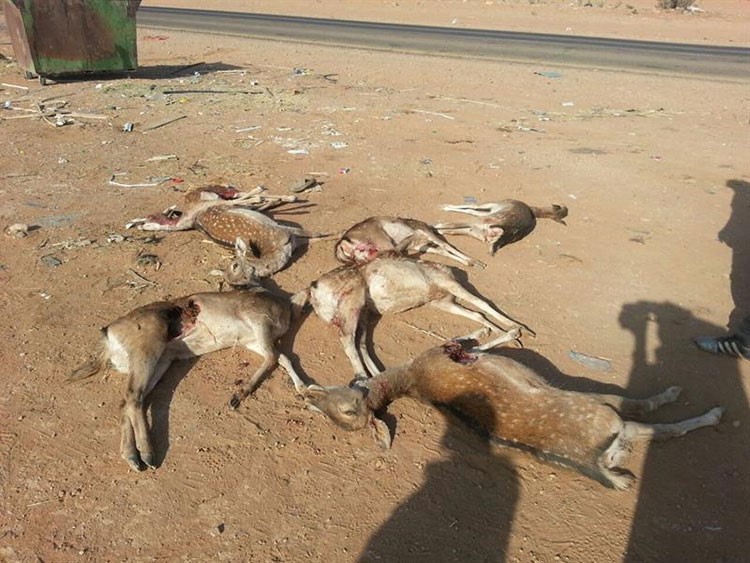 بالفيديو .. سباع تفترس قطيعاً من الغزلان بمزرعة مواطن في سعودية
