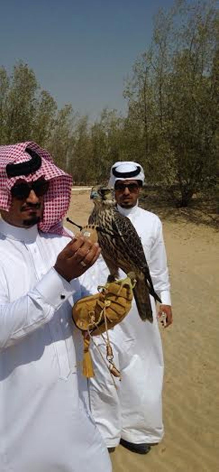 3 شبان سعوديين يصطادون "صقراً نادراً" ويبيعونه بـ 271 ألف ريـال
