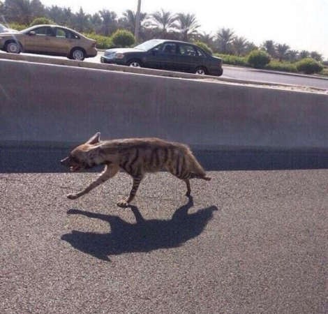 الضبع يتنزه على السادس وسط المركبات﻿