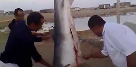 بالفيديو.. خليجيون يخرجون خروفاً من بطن سمكة قرش !