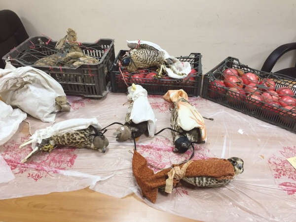 الطيور هربت باخفائها في عبوات مواد غذائية
