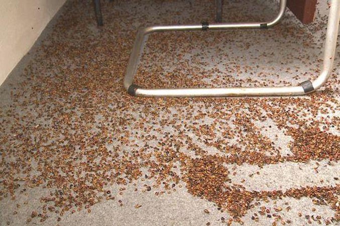 بالصور.. الخنافس تغزو رومانيا بسبب ارتفاع درجات الحرارة 