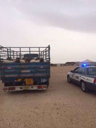 الاغنام المسروقة في سيارة المتهمين﻿
