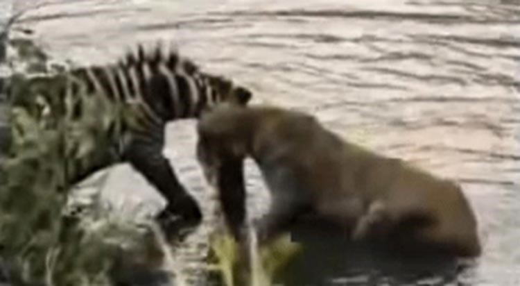 بالفيديو.. "البقاء ليس للأقوى".. حمار وحشي يفترس أسداً