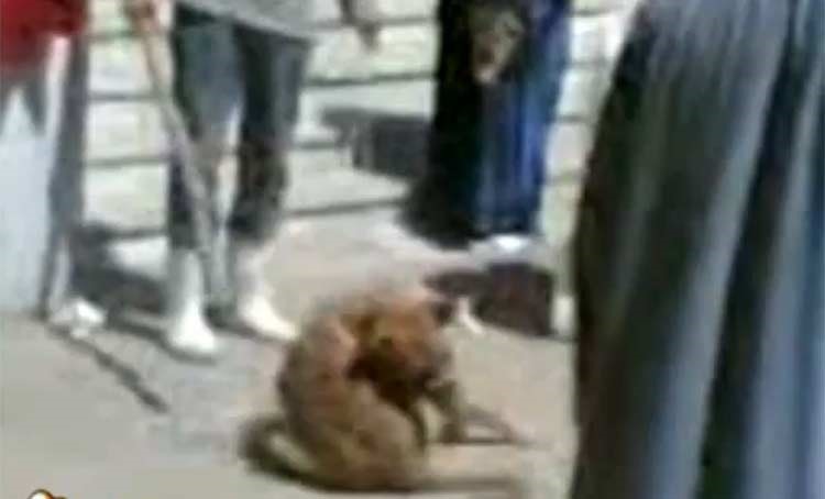 بالفيديو.. أطباء مصريون يلقون كلباً من الطابق الثالث لإجراء تجربة عملية بكلية الطب 
