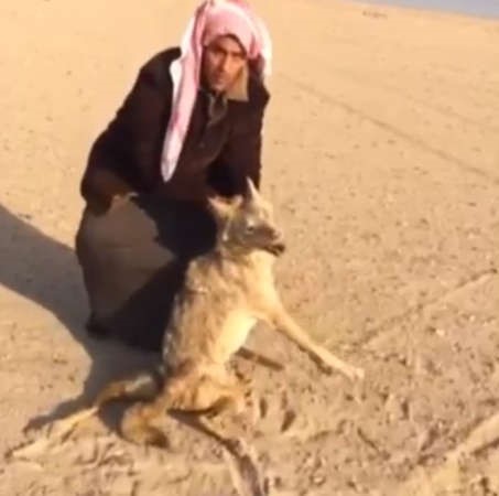 المواطن الشاب وقد امسك بالذئب ﻿