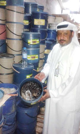 زيتون منتهي الصلاحية