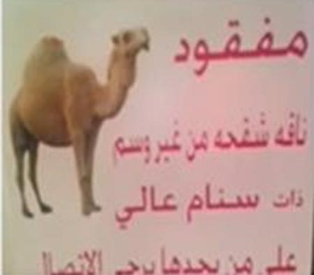 بالفيديو.. مسنة تناشد مذيعاً كويتياً  إيجاد ناقتها "شقحة" المفقودة