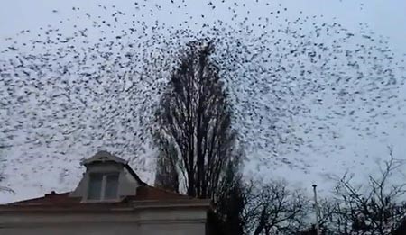 بالفيديو.. ملايين المشاهدات لطيور تترك شجرة في نفس الوقت